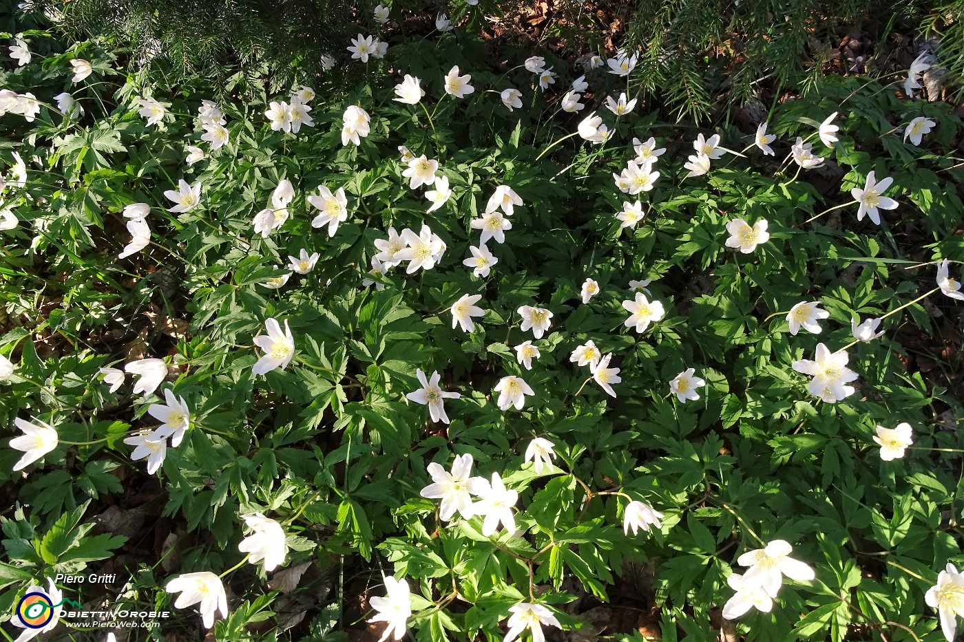 12 Anemoni dei boschi (Anemone nemorosa).JPG